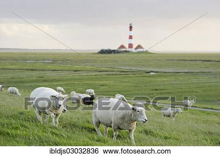 "Lighthouse and sheep, Westerheversand, Westerhever, Eiderstedt, North Frisia, Schleswig-Holstein, Germany, Europe" View Large Photo Image Stock Photograph - "Lighthouse and sheep, Westerheversand, Westerhever, Eiderstedt, North Frisia, Schleswig-Holstein, Germany, Europe". Fotosearch