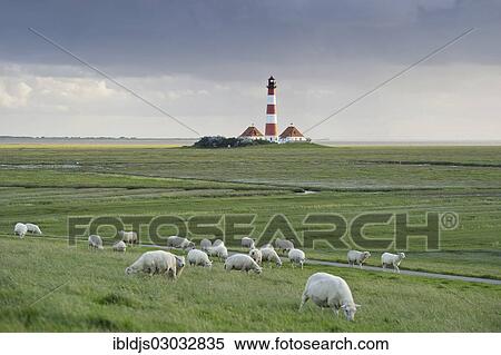 "Lighthouse and sheep, Westerheversand, Westerhever, Eiderstedt, North Frisia, Schleswig-Holstein, Germany, Europe" View Large Photo Image Stock Photography - "Lighthouse and sheep, Westerheversand, Westerhever, Eiderstedt, North Frisia, Schleswig-Holstein, Germany, Europe". Fotosearch