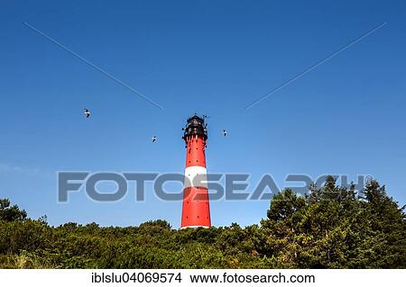 Picture - "Lighthouse, Hornum, Sylt, North Frisia, Schleswig-Holstein, Germany, Europe". Fotosearch