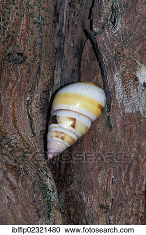 "Liguus Tree Snail (Liguus fasciatus), Florida, USA" View Large Photo Image Stock Image - "Liguus Tree Snail (Liguus fasciatus), Florida, USA". Fotosearch