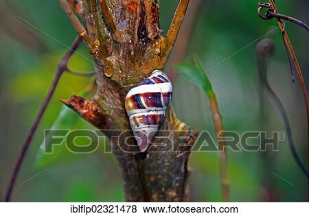 Stock Photo - "Liguus Tree Snail (Liguus fasciatus pictus), Florida, USA". Fotosearch