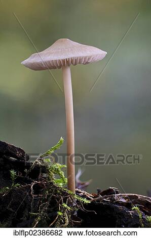 "Lilac Bonnet (Mycena pura), fruiting body, Bostall Woods, Royal Borough of Greenwich, Inner London, England, United Kingdom, Europe" View Large Photo Image Stock Image - "Lilac Bonnet (Mycena pura), fruiting body, Bostall Woods, Royal Borough of Greenwich, Inner London, England, United Kingdom, Europe". Fotosearch