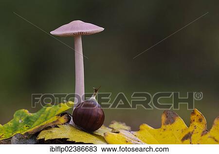 "Lilac Bonnet (Mycena pura), fruiting body, growing amongst leaf litter with beech nut, Bostall Woods, Royal Borough of Greenwich, Inner London, England, United Kingdom, Europe" View Large Photo Image Stock Image - "Lilac Bonnet (Mycena pura), fruiting body, growing amongst leaf litter with beech nut, Bostall Woods, Royal Borough of Greenwich, Inner London, England, United Kingdom, Europe". Fotosearch