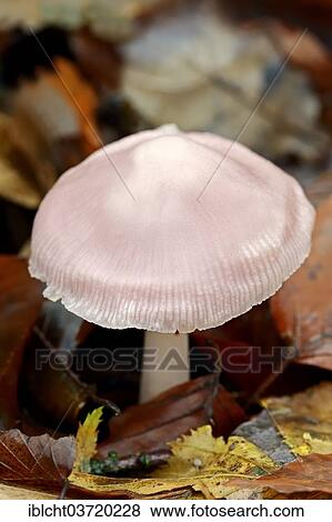 "Lilac Bonnet (Mycena pura), North Rhine-Westphalia, Germany, Europe" View Large Photo Image Stock Photo - "Lilac Bonnet (Mycena pura), North Rhine-Westphalia, Germany, Europe". Fotosearch