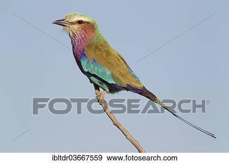 "Lilac-breasted Roller (Coracias caudata), Chobe National Park, Botswana, Africa" View Large Photo Image Stock Photo - "Lilac-breasted Roller (Coracias caudata), Chobe National Park, Botswana, Africa". Fotosearch