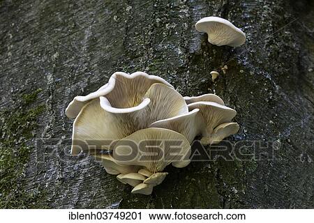 "Lilac Oysterling (Panus conchatus), Lower Saxony, Germany, Europe" View Large Photo Image Stock Image - "Lilac Oysterling (Panus conchatus), Lower Saxony, Germany, Europe". Fotosearch