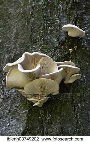 Stock Image - "Lilac Oysterling (Panus conchatus), Lower Saxony, Germany, Europe". Fotosearch