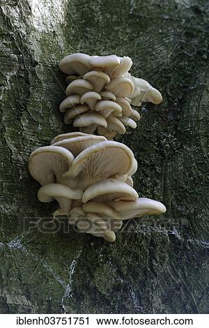 "Lilac oysterling (Panus conchatus), Tinner Loh nature reserve, near Haren, Emsland, Lower Saxony, Germany, Europe" View Large Photo Image Stock Image - "Lilac oysterling (Panus conchatus), Tinner Loh nature reserve, near Haren, Emsland, Lower Saxony, Germany, Europe". Fotosearch