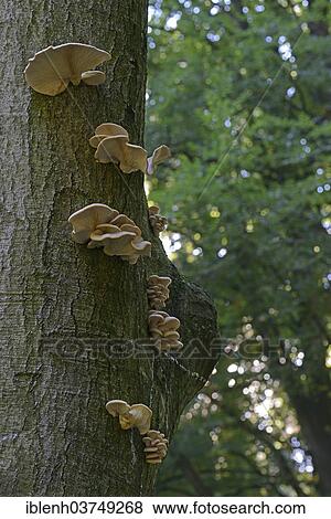 "Lilac Oysterling (Panus conchatus) growing on a European Beech or Common Beech (Fagus sylvatica), Lower Saxony, Germany, Europe" View Large Photo Image Stock Photo - "Lilac Oysterling (Panus conchatus) growing on a European Beech or Common Beech (Fagus sylvatica), Lower Saxony, Germany, Europe". Fotosearch