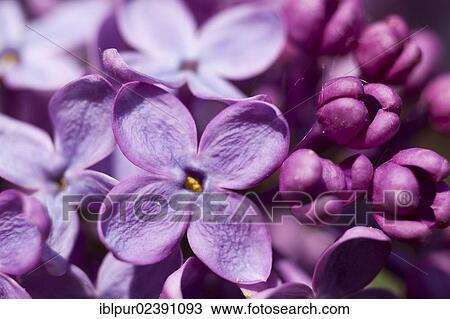 "Lilac (Syringa), purple flowers" View Large Photo Image Stock Image - "Lilac (Syringa), purple flowers". Fotosearch