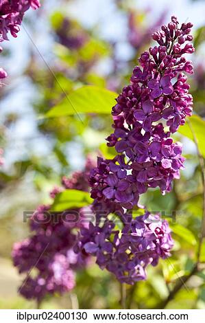 "Lilac (Syringa), purple flowers" View Large Photo Image Stock Image - "Lilac (Syringa), purple flowers". Fotosearch