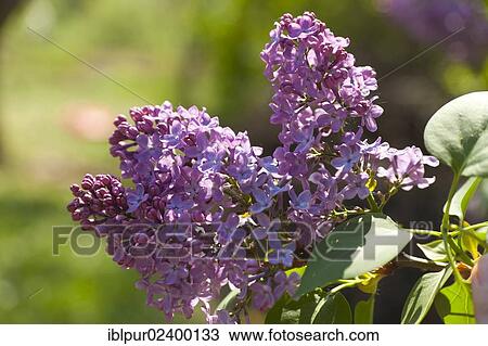 "Lilac (Syringa), purple flowers" View Large Photo Image Stock Image - "Lilac (Syringa), purple flowers". Fotosearch
