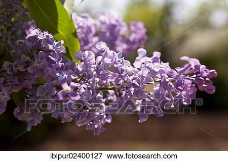 Stock Photo - "Lilac (Syringa), purple flowers". Fotosearch