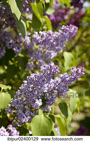 "Lilac (Syringa), purple flowers" View Large Photo Image Stock Photo - "Lilac (Syringa), purple flowers". Fotosearch