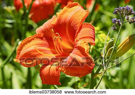 Stock Photo - "Lily (Lilium sp. ), Mainau island, Lake Constanz, Baden-Wurttemberg, Germany, Europe". Fotosearch