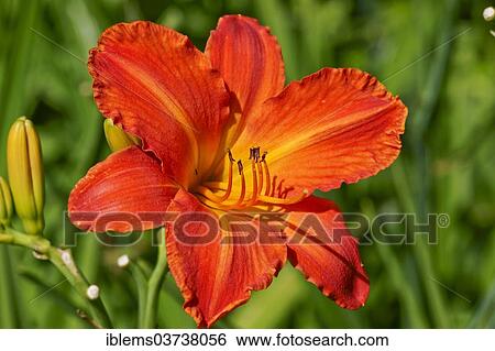 "Lily (Lilium sp. ), Mainau island, Lake Constanz, Baden-Wurttemberg, Germany, Europe" View Large Photo Image Stock Photograph - "Lily (Lilium sp. ), Mainau island, Lake Constanz, Baden-Wurttemberg, Germany, Europe". Fotosearch
