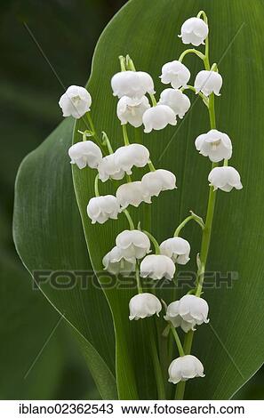 "Lily of the Valley (Convallaria majalis), Schwaz, Tyrol, Austria, Europe" View Large Photo Image Stock Image - "Lily of the Valley (Convallaria majalis), Schwaz, Tyrol, Austria, Europe". Fotosearch