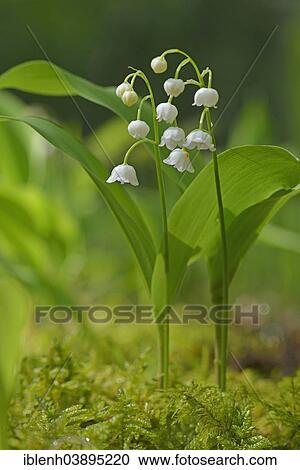 "Lily of the Valley (Convallaria majalis), Emsland, Lower Saxony, Germany, Europe" View Large Photo Image Stock Image - "Lily of the Valley (Convallaria majalis), Emsland, Lower Saxony, Germany, Europe". Fotosearch