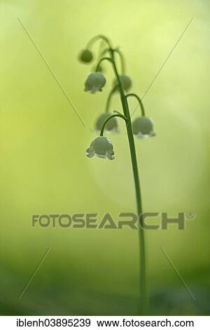 Stock Photo - "Lily of the Valley (Convallaria majalis), Emsland, Lower Saxony, Germany, Europe". Fotosearch