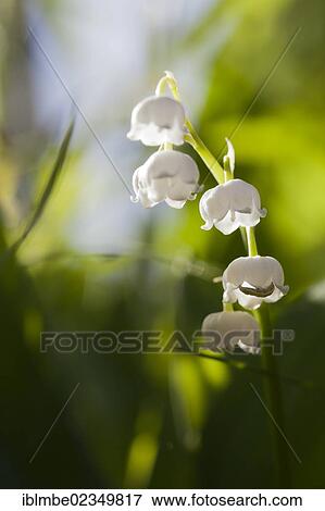 "Lily of the Valley (Convallaria majalis) with a caterpillar, Brandenburg, Germany, Europe" View Large Photo Image Stock Photo - "Lily of the Valley (Convallaria majalis) with a caterpillar, Brandenburg, Germany, Europe". Fotosearch