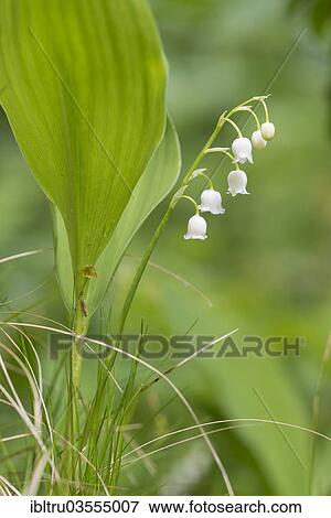 "Lily of the Valley (Convallaria majalis), Upper Austria, Austria, Europe" View Large Photo Image Stock Photo - "Lily of the Valley (Convallaria majalis), Upper Austria, Austria, Europe". Fotosearch