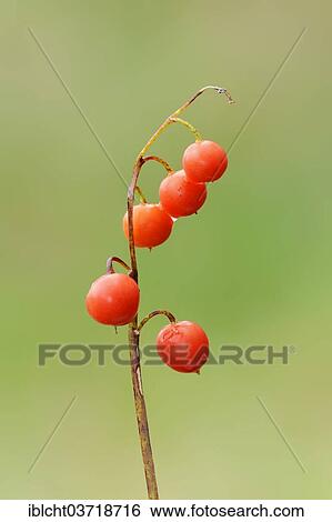"Lily of the Valley (Convallaria majalis), berries, Bavaria, Germany, Europe" View Large Photo Image Stock Photograph - "Lily of the Valley (Convallaria majalis), berries, Bavaria, Germany, Europe". Fotosearch