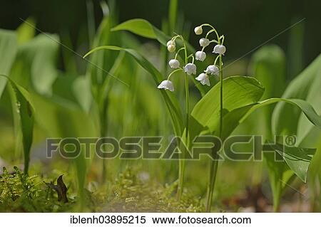 "Lily of the Valley (Convallaria majalis), Emsland, Lower Saxony, Germany, Europe" View Large Photo Image Stock Photography - "Lily of the Valley (Convallaria majalis), Emsland, Lower Saxony, Germany, Europe". Fotosearch