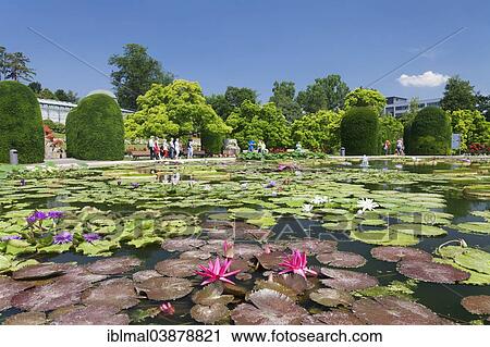 "Lily pond, Moorish garden, Wilhelma Zoological and Botanical Gardens, Stuttgart, Baden-Wurttemberg, Germany, Europe" View Large Photo Image Stock Image - "Lily pond, Moorish garden, Wilhelma Zoological and Botanical Gardens, Stuttgart, Baden-Wurttemberg, Germany, Europe". Fotosearch