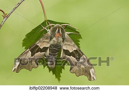 "Lime Hawkmoth (Mimas tiliae), adult, resting on leaf in garden, Warwickshire, England, United Kingdom, Europe" View Large Photo Image Stock Photo - "Lime Hawkmoth (Mimas tiliae), adult, resting on leaf in garden, Warwickshire, England, United Kingdom, Europe". Fotosearch