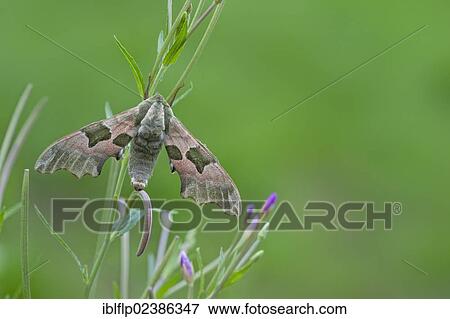 "Lime Hawkmoth (Mimas tiliae), adult, newly emerged, resting on stem, Loughborough, Leicestershire, England, United Kingdom, Europe" View Large Photo Image Stock Photo - "Lime Hawkmoth (Mimas tiliae), adult, newly emerged, resting on stem, Loughborough, Leicestershire, England, United Kingdom, Europe". Fotosearch