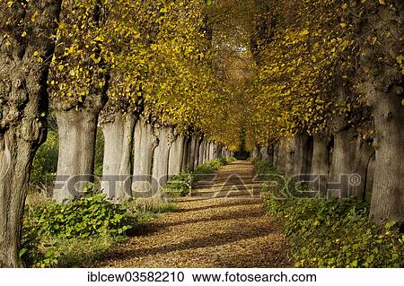 "Lime Tree avenue (Tilia) in autumn, Jersbeker Park, Jersbek, Stormarn District, Schleswig-Holstein, Germany, Europe" View Large Photo Image Stock Image - "Lime Tree avenue (Tilia) in autumn, Jersbeker Park, Jersbek, Stormarn District, Schleswig-Holstein, Germany, Europe". Fotosearch