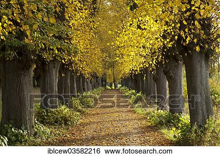 "Lime Tree avenue (Tilia) in autumn, Jersbeker Park, Jersbek, Landkreis Stormarn, Schleswig-Holstein, Deutschland, Germany, Europe" View Large Photo Image Stock Photograph - "Lime Tree avenue (Tilia) in autumn, Jersbeker Park, Jersbek, Landkreis Stormarn, Schleswig-Holstein, Deutschland, Germany, Europe". Fotosearch