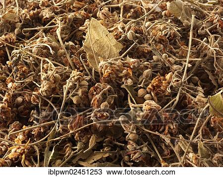 "Lime Tree leaves, spice" View Large Photo Image Stock Image - "Lime Tree leaves, spice". Fotosearch