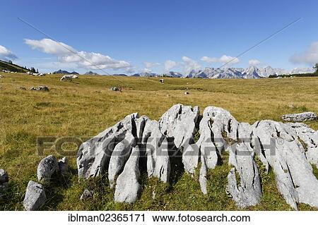 Stock Image - "Limestone on a mountain pasture, Hutterer Hoess Mountain, Totes Gebirge Range, Pyhrn-Priel region, also known as Pyhrn-Eisenwurzen, Traunviertel district, Upper Austria, Austria, Europe". Fotosearch
