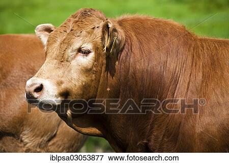 "Limousin Cattle, bull, Lake District, England, United Kingdom, Europe" View Large Photo Image Stock Photo - "Limousin Cattle, bull, Lake District, England, United Kingdom, Europe". Fotosearch