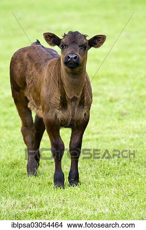 "Limousin Cattle, calf, Lake District, England, United Kingdom, Europe" View Large Photo Image Picture - "Limousin Cattle, calf, Lake District, England, United Kingdom, Europe". Fotosearch