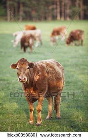 "Limousin cattle in a meadow, Rankwitz, Usedom, Mecklenburg-Western Pomerania, Germany, Europe" View Large Photo Image Stock Image - "Limousin cattle in a meadow, Rankwitz, Usedom, Mecklenburg-Western Pomerania, Germany, Europe". Fotosearch