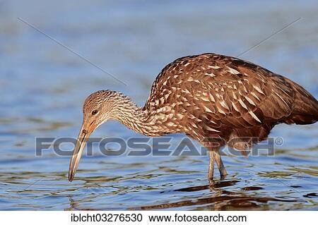 Stock Image - "Limpkin (Aramus guarauna pictus) in search of food, Florida, United States, North America". Fotosearch