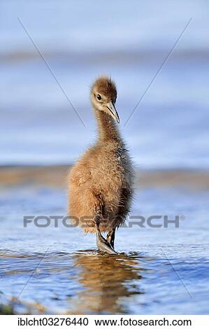 "Limpkin (Aramus guarauna pictus), chick in the water, Florida, United States, North America" View Large Photo Image Stock Image - "Limpkin (Aramus guarauna pictus), chick in the water, Florida, United States, North America". Fotosearch