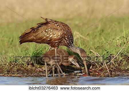 "Limpkin (Aramus guarauna pictus) feeding a chick, Florida, United States, North America" View Large Photo Image Stock Image - "Limpkin (Aramus guarauna pictus) feeding a chick, Florida, United States, North America". Fotosearch