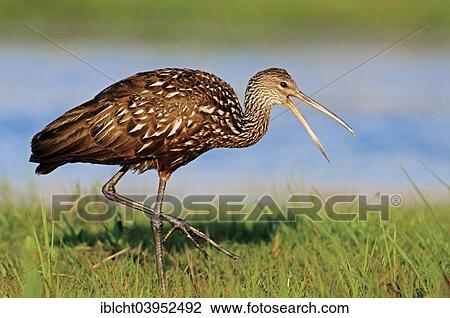 "Limpkin (Aramus guarauna pictus), Florida, United States, North America" View Large Photo Image Stock Image - "Limpkin (Aramus guarauna pictus), Florida, United States, North America". Fotosearch