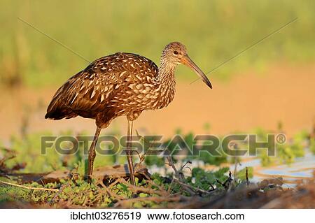"Limpkin (Aramus guarauna pictus), Florida, United States, North America" View Large Photo Image Stock Photo - "Limpkin (Aramus guarauna pictus), Florida, United States, North America". Fotosearch