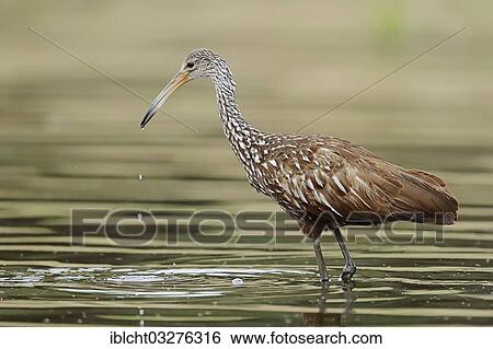 "Limpkin (Aramus guarauna pictus), Florida, United States, North America" View Large Photo Image Stock Photograph - "Limpkin (Aramus guarauna pictus), Florida, United States, North America". Fotosearch