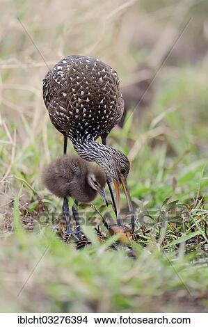 "Limpkin (Aramus guarauna pictus) with a chick and a shell, Florida, United States, North America" View Large Photo Image Picture - "Limpkin (Aramus guarauna pictus) with a chick and a shell, Florida, United States, North America". Fotosearch