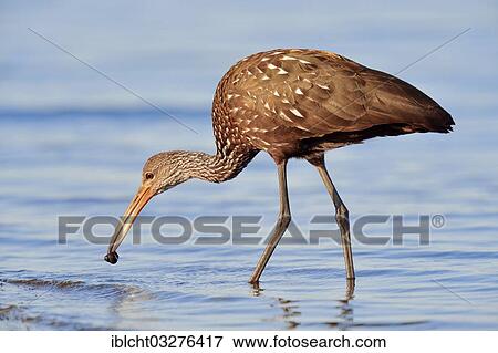 "Limpkin (Aramus guarauna pictus) with a captured snail, Florida, United States, North America" View Large Photo Image Stock Photo - "Limpkin (Aramus guarauna pictus) with a captured snail, Florida, United States, North America". Fotosearch
