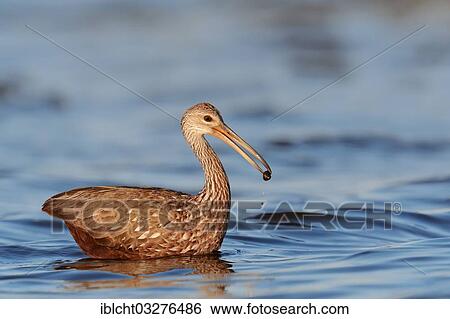 Stock Photograph - "Limpkin (Aramus guarauna pictus) with a captured snail, Florida, United States, North America". Fotosearch