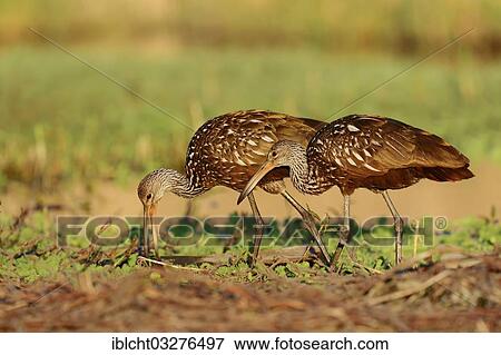 Stock Photo - "Limpkins (Aramus guarauna pictus), couple in search of food, Florida, United States, North America". Fotosearch