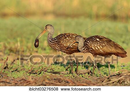 "Limpkins (Aramus guarauna pictus), couple with a seashell, Florida, United States, North America" View Large Photo Image Stock Photo - "Limpkins (Aramus guarauna pictus), couple with a seashell, Florida, United States, North America". Fotosearch