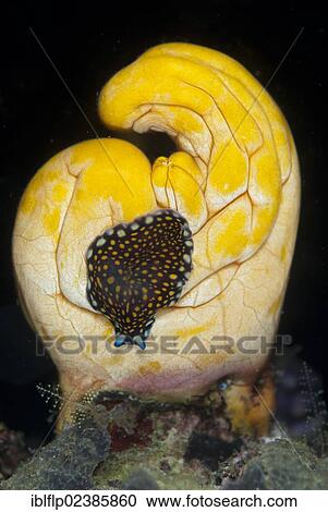 "Linda's Flatworm (Pseudoceros lindae), adult, on sea-squirt at night, Wayilbatan Island, Raja Ampat Islands, Four Kings, West Papua, New Guinea, Indonesia, Southeast Asia, Asia" View Large Photo Image Stock Image - "Linda's Flatworm (Pseudoceros lindae), adult, on sea-squirt at night, Wayilbatan Island, Raja Ampat Islands, Four Kings, West Papua, New Guinea, Indonesia, Southeast Asia, Asia". Fotosearch