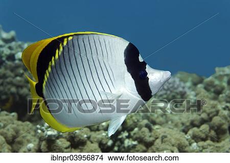 "Lined butterflyfish (Chaetodon lineolatus), Red Sea, Makadi Bay, Hurghada, Egypt, Africa" View Large Photo Image Picture - "Lined butterflyfish (Chaetodon lineolatus), Red Sea, Makadi Bay, Hurghada, Egypt, Africa". Fotosearch